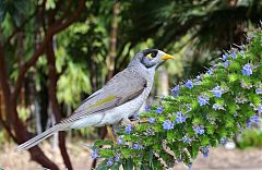 Noisy Miner